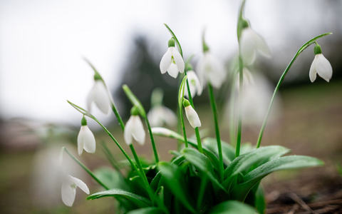 Schneeglöckchen blühen im Kaiserpark in Oberhausen. - Foto: Fabian Strauch/dpa