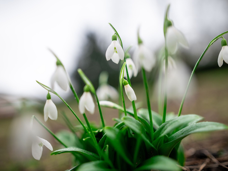 Schneeglöckchen blühen im Kaiserpark in Oberhausen. - Foto: Fabian Strauch/dpa