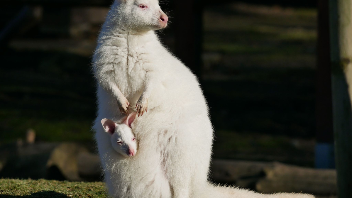 Das weiße Bennett-Känguru mit seiner Mutter namens Flöckchen, ebenfalls ein Albino. - Foto: -/Zoo Hoyerswerda/dpa