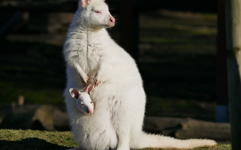 Das weiße Bennett-Känguru mit seiner Mutter namens Flöckchen, ebenfalls ein Albino. - Foto: -/Zoo Hoyerswerda/dpa