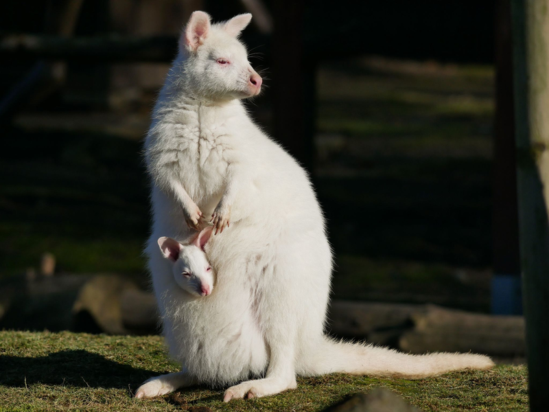 Das weiße Bennett-Känguru mit seiner Mutter namens Flöckchen, ebenfalls ein Albino. - Foto: -/Zoo Hoyerswerda/dpa