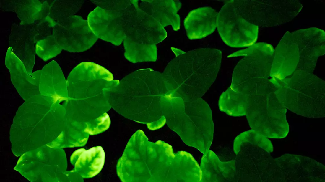 Eine Glühwürmchen-Petunie. Die Zimmerpflanze kann dank der Gene einer Leuchtpilz-Art im Dunkeln leuchten. - Bild: Light Bio/dpa