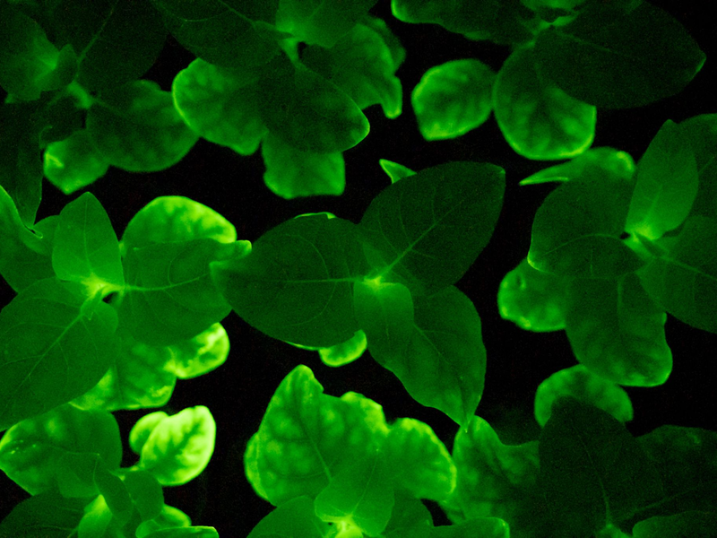 Eine Glühwürmchen-Petunie. Die Zimmerpflanze kann dank der Gene einer Leuchtpilz-Art im Dunkeln leuchten. - Foto: Light Bio/dpa