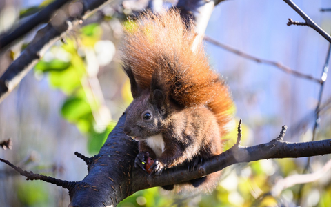 Forschende suchen Bürger zur Beobachtung von Eichhörnchen. - Foto: Bernd von Jutrczenka/dpa