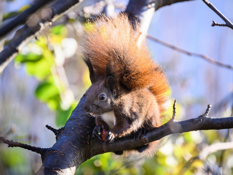 Forschende suchen Bürger zur Beobachtung von Eichhörnchen. - Foto: Bernd von Jutrczenka/dpa