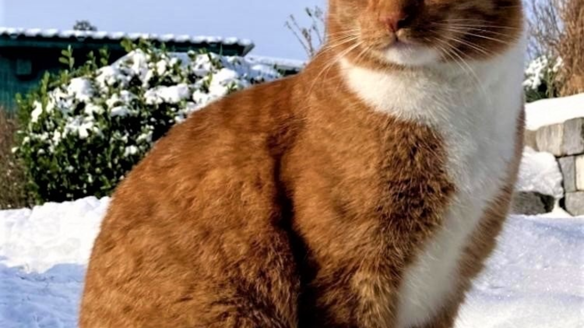 LPI-NDH: Zeugenaufruf: Kater Hugo beschossen und schwer verletzt - Wer kann Hinweise geben? - Foto: presseportal.de