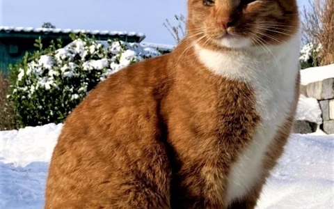 LPI-NDH: Zeugenaufruf: Kater Hugo beschossen und schwer verletzt - Wer kann Hinweise geben? - Foto: presseportal.de