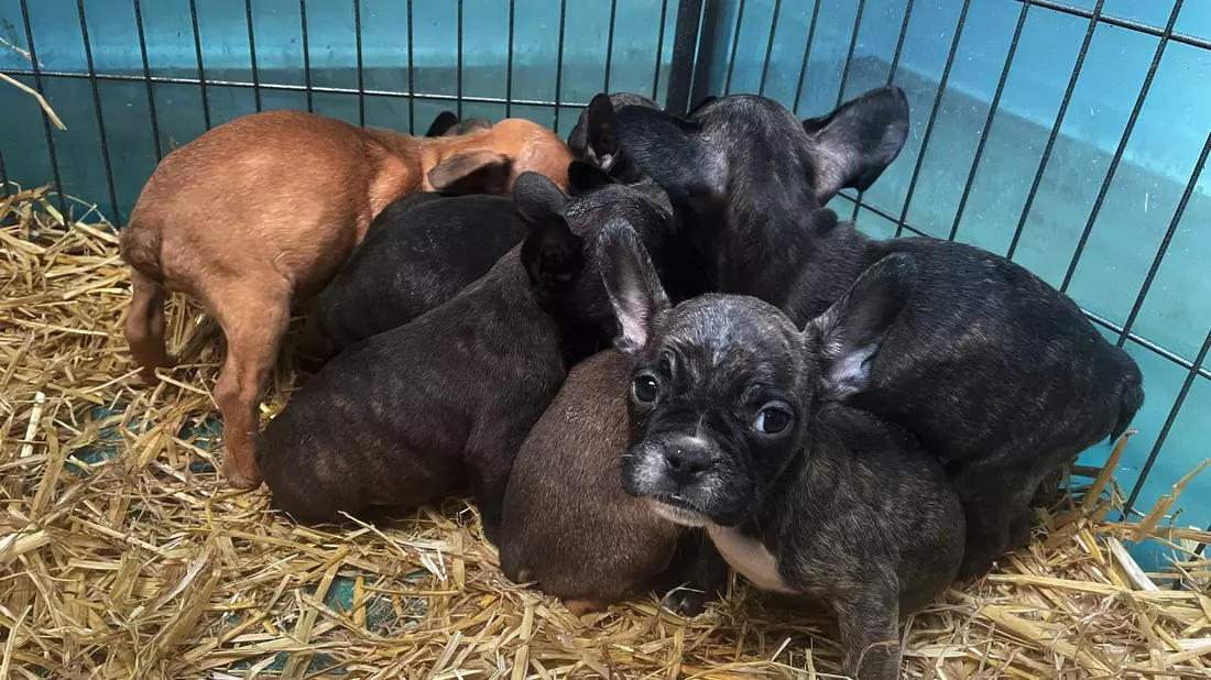 Tiere, die zum Verkauf angeboten oder zur Adoption freigegeben werden, sollten immer mit gültigem EU-Heimtierausweis an den neuen Besitzer übergeben werden. - Bild: Paul Zinken/dpa