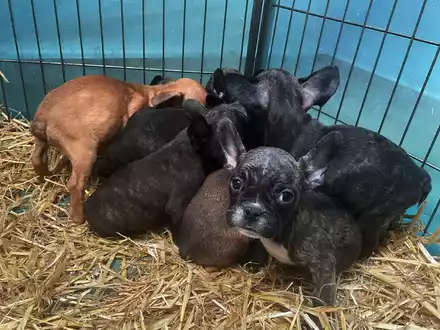 Tiere, die zum Verkauf angeboten oder zur Adoption freigegeben werden, sollten immer mit gültigem EU-Heimtierausweis an den neuen Besitzer übergeben werden. - Foto: Paul Zinken/dpa