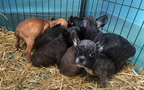 Tiere, die zum Verkauf angeboten oder zur Adoption freigegeben werden, sollten immer mit gültigem EU-Heimtierausweis an den neuen Besitzer übergeben werden. - Foto: Paul Zinken/dpa