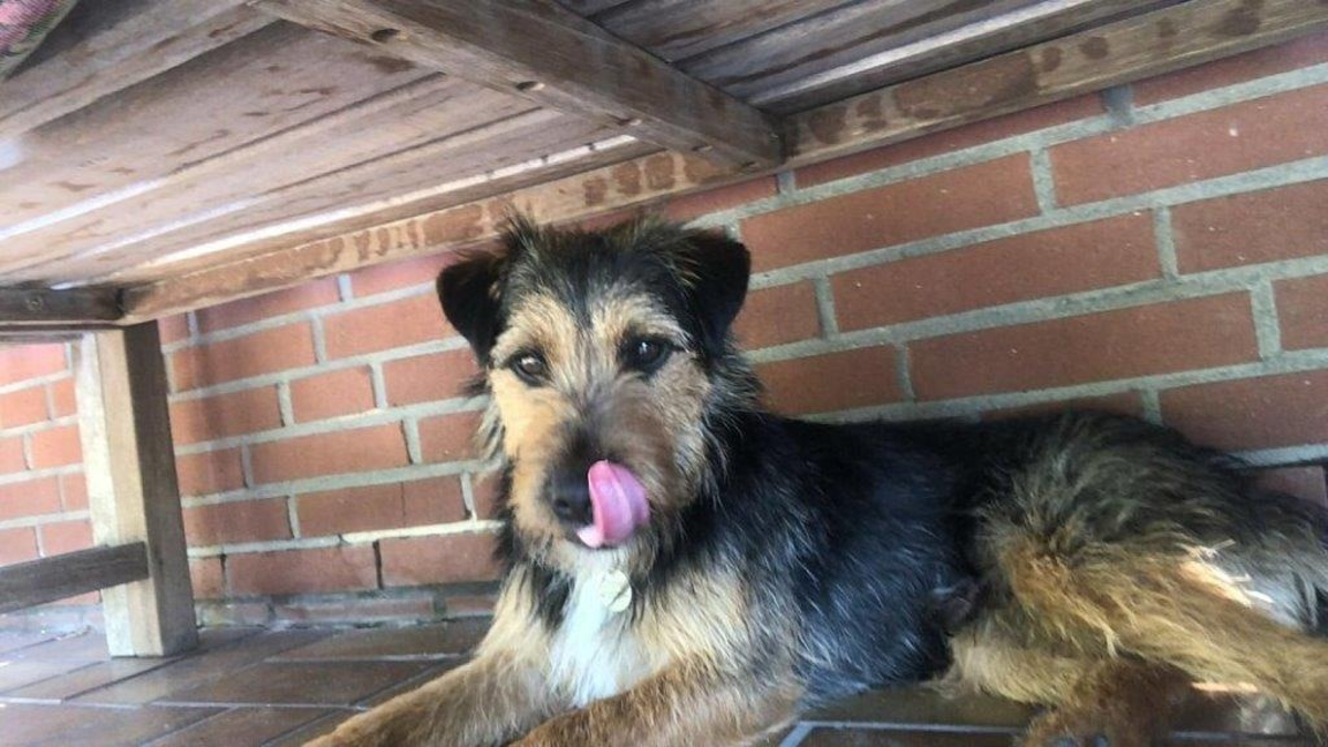POL-GT: Terrier Charlie in Rietberg gestohlen - Polizei sucht Zeugen - Foto: presseportal.de