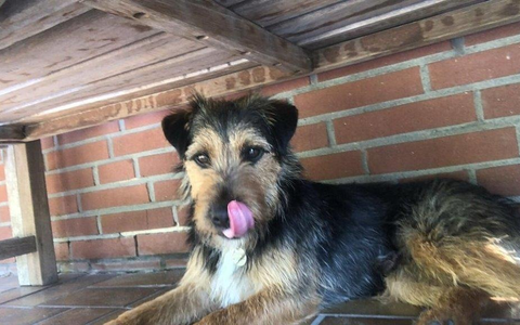 POL-GT: Terrier Charlie in Rietberg gestohlen - Polizei sucht Zeugen - Foto: presseportal.de