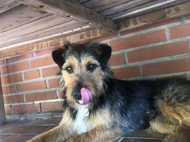 POL-GT: Terrier Charlie in Rietberg gestohlen - Polizei sucht Zeugen - Foto: presseportal.de