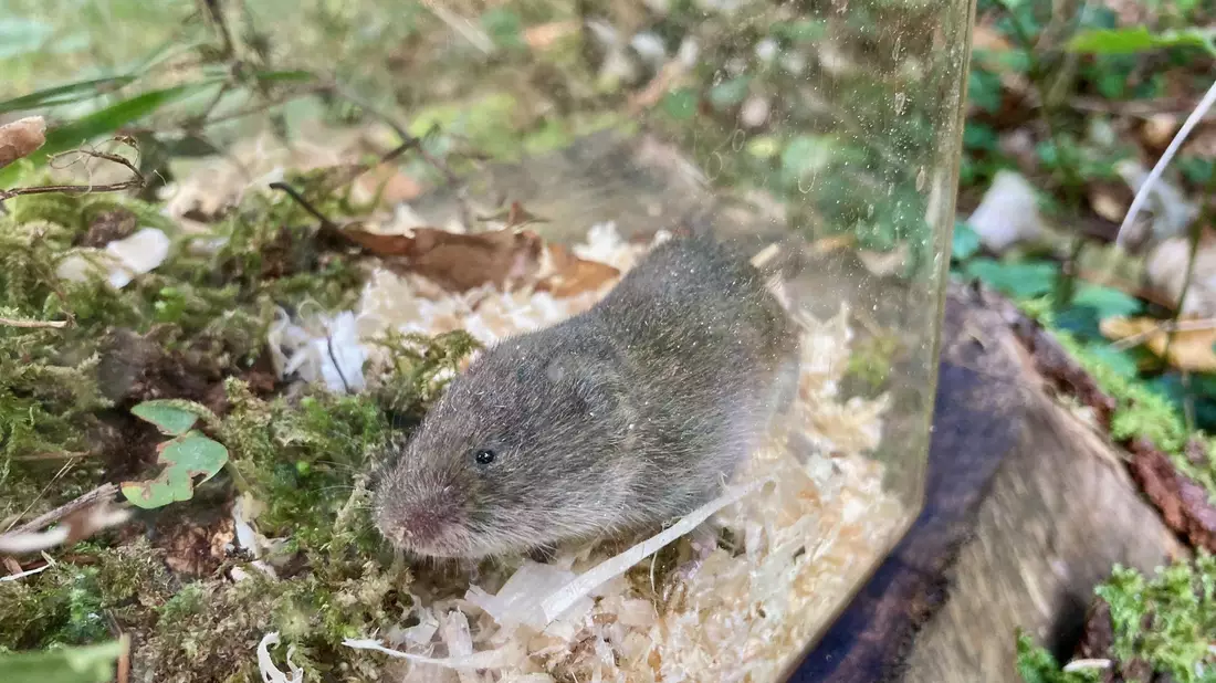 Eine Bayerische Kurzohrmaus (Microtus bavaricus) sitzt in einer Lebendfalle. - Bild: David Stille/Bayerisches Landesamt für Umwelt/dpa