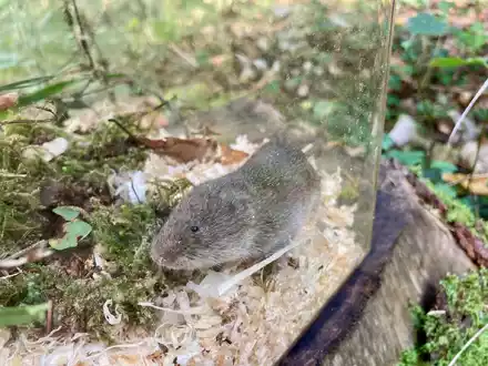 Eine Bayerische Kurzohrmaus (Microtus bavaricus) sitzt in einer Lebendfalle. - Foto: David Stille/Bayerisches Landesamt für Umwelt/dpa