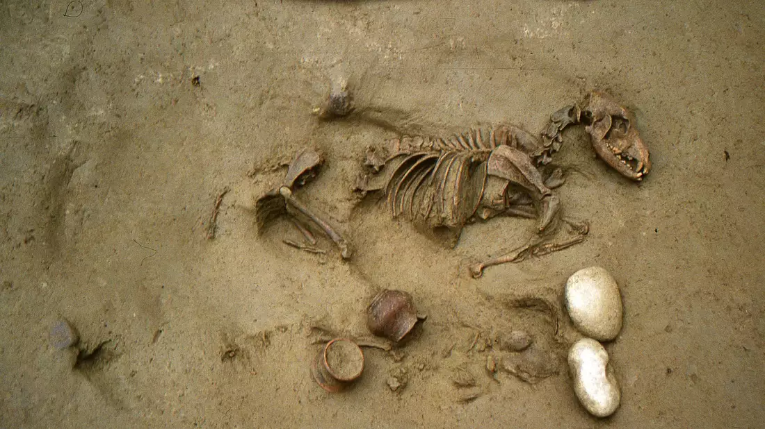 Dieses von den Oberaufsichtsbehörden für Archäologie, Bildende Kunst und Landschaft (SABAP-VR) zur Verfügung gestellte Foto zeigt Grab Nummer 19 mit einer gemeinsamen Bestattung eines Hundes und eines menschlichen perinatalen Skeletts. - Bild: S.R.Thompson/Oberaufsichtsbehörden für Archäologie, Bildende Kunst und Landschaft SABAP-VR/dpa
