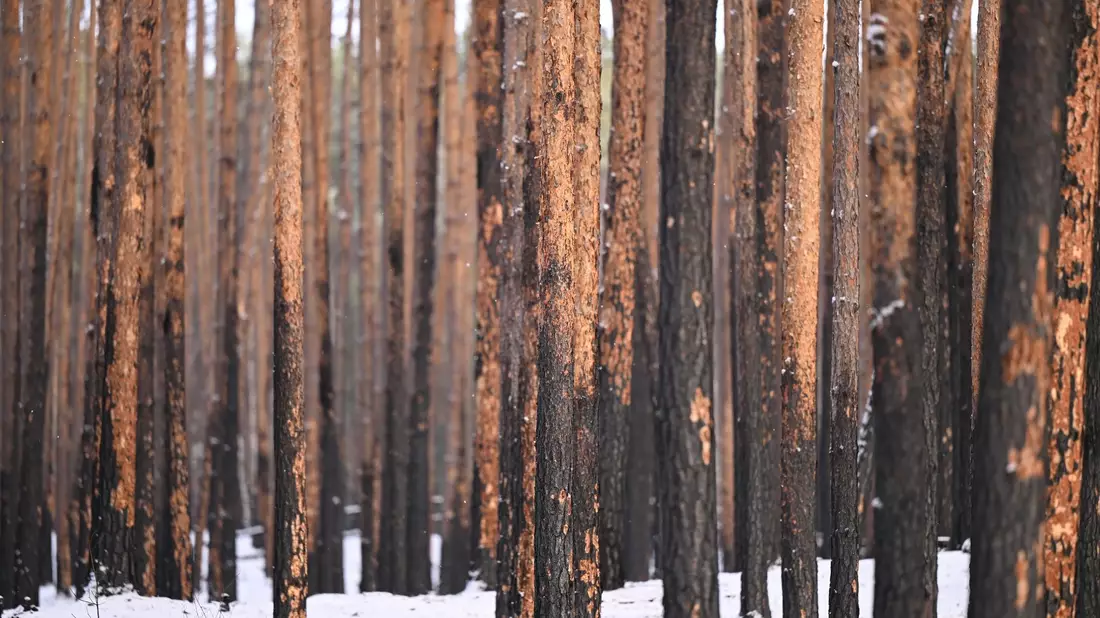 Durch einen Brand geschädigte Kiefern stehen im Landeswald Seddin. - Bild: Monika Skolimowska/dpa