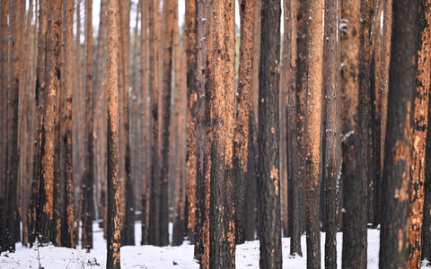 Durch einen Brand geschädigte Kiefern stehen im Landeswald Seddin. - Foto: Monika Skolimowska/dpa