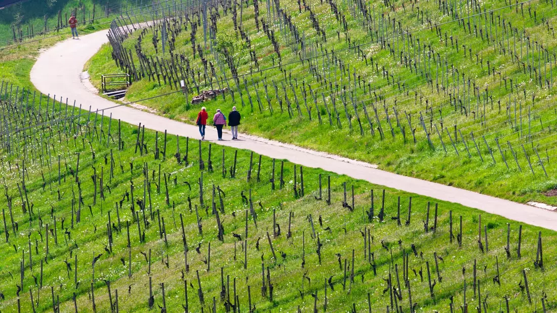 Spaziergänger genießen bei schönem Wetter die Weinberge nahe Stuttgart-Rotenberg und Uhlbach. - Bild: Christoph Schmidt/dpa
