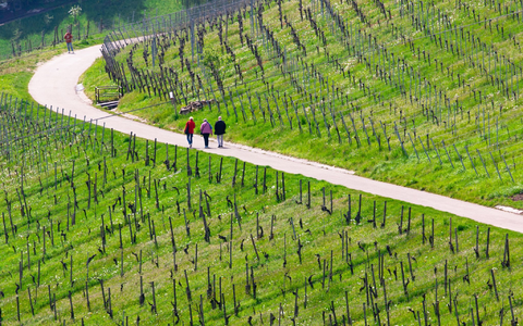 Spaziergänger genießen bei schönem Wetter die Weinberge nahe Stuttgart-Rotenberg und Uhlbach. - Foto: Christoph Schmidt/dpa