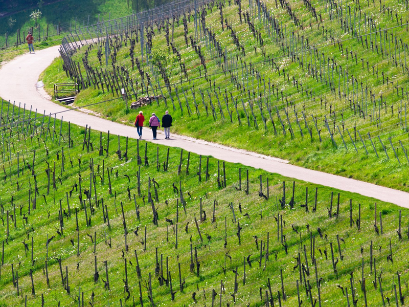 Spaziergänger genießen bei schönem Wetter die Weinberge nahe Stuttgart-Rotenberg und Uhlbach. - Foto: Christoph Schmidt/dpa