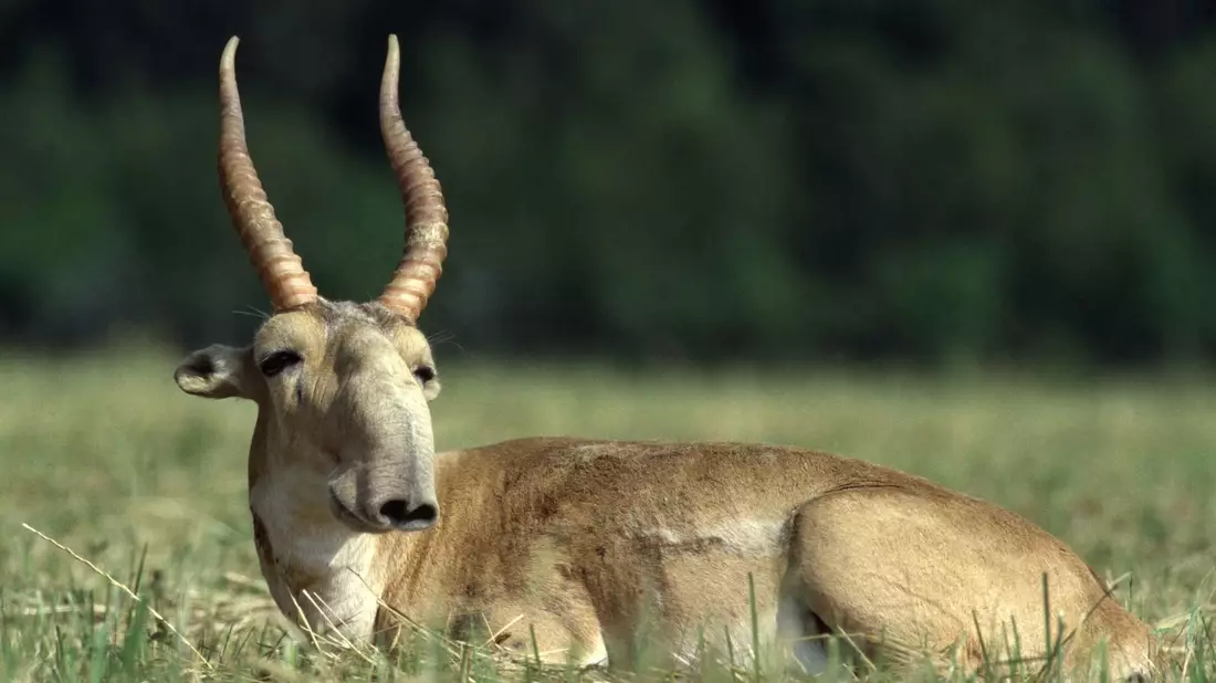 Die Maßnahmen zum Schutz der Saiga-Antilope in Zentralasien haben gut gegriffen. - Bild: Rotislav Stach/Bundesamt für Naturschutz/dpa