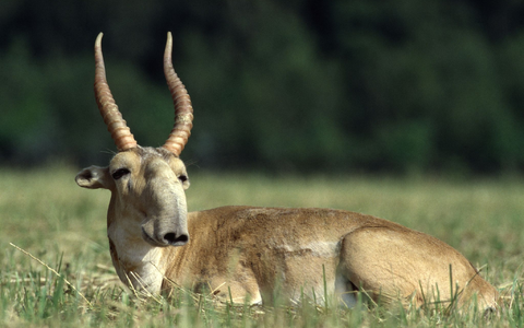 Die Maßnahmen zum Schutz der Saiga-Antilope in Zentralasien haben gut gegriffen. - Foto: Rotislav Stach/Bundesamt für Naturschutz/dpa
