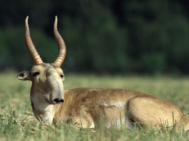 Die Maßnahmen zum Schutz der Saiga-Antilope in Zentralasien haben gut gegriffen. - Foto: Rotislav Stach/Bundesamt für Naturschutz/dpa