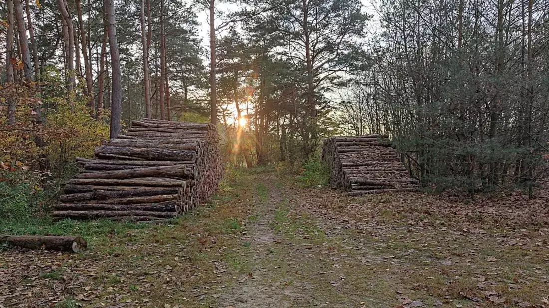 Holzstämme (Archiv) - Bild: über dts Nachrichtenagentur