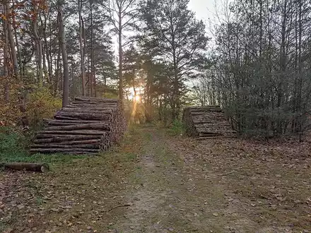 Holzstämme (Archiv) - Foto: über dts Nachrichtenagentur
