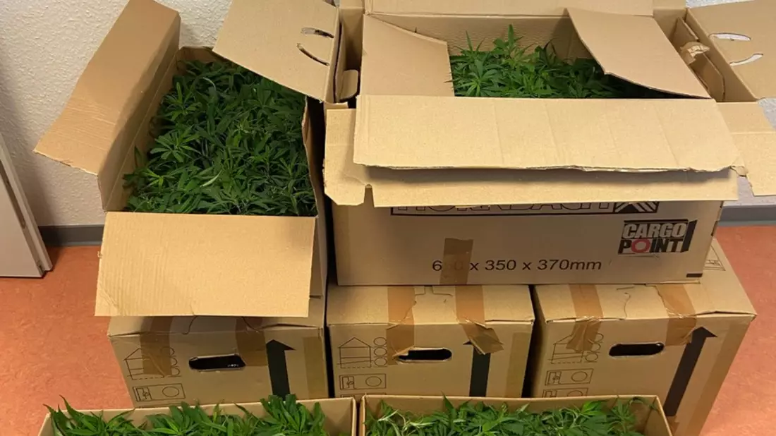 HZA-OS: Osnabrücker Zoll findet 1.232 Cannabispflanzen im Kofferraum - Bild: presseportal.de