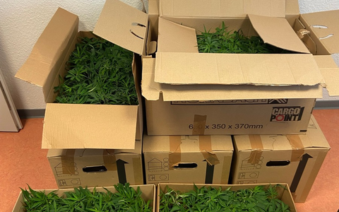 HZA-OS: Osnabrücker Zoll findet 1.232 Cannabispflanzen im Kofferraum - Foto: presseportal.de