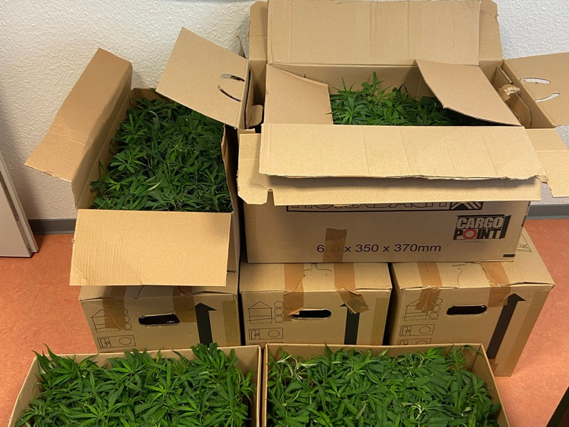 HZA-OS: Osnabrücker Zoll findet 1.232 Cannabispflanzen im Kofferraum - Foto: presseportal.de