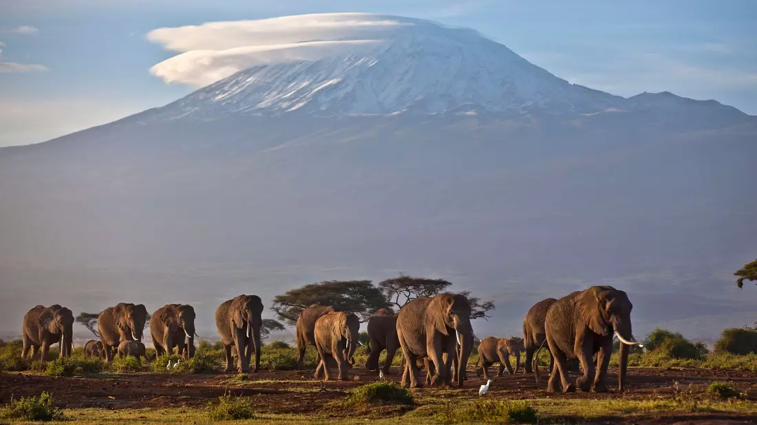 Eine Elefantenherde streift bei Sonnenaufgang im Amboseli-Nationalpark über eine Ebene. - Bild: Ben Curtis/AP/dpa
