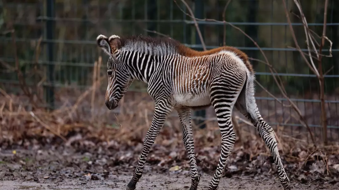 Zebra-Baby Lumi kam am 24. Januar 2024 auf die Welt. - Bild: Daniel Löb/dpa