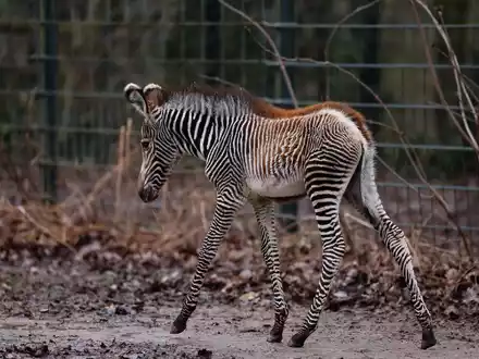 Zebra-Baby Lumi kam am 24. Januar 2024 auf die Welt. - Foto: Daniel Löb/dpa