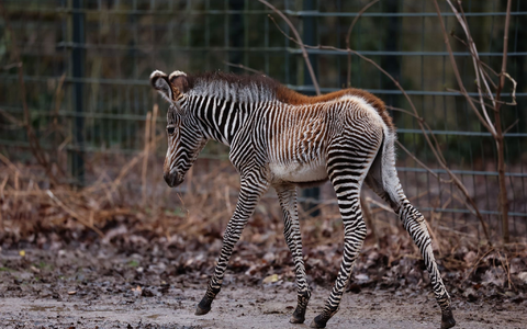 Zebra-Baby Lumi kam am 24. Januar 2024 auf die Welt. - Foto: Daniel Löb/dpa