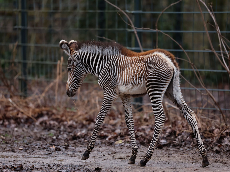 Zebra-Baby Lumi kam am 24. Januar 2024 auf die Welt. - Foto: Daniel Löb/dpa