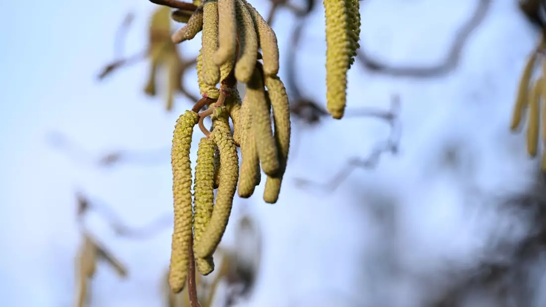 Ein Korkenzieher-Haselnuss-Strauch: Vor allem in Städten ist zu beobachten, dass Pflanzen bei einer hohen Schadstoffkonzentration mehr Pollen produzieren. - Bild: Felix Kästle/dpa