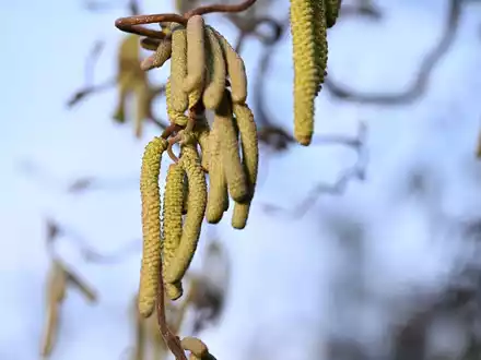 Ein Korkenzieher-Haselnuss-Strauch: Vor allem in Städten ist zu beobachten, dass Pflanzen bei einer hohen Schadstoffkonzentration mehr Pollen produzieren. - Foto: Felix Kästle/dpa