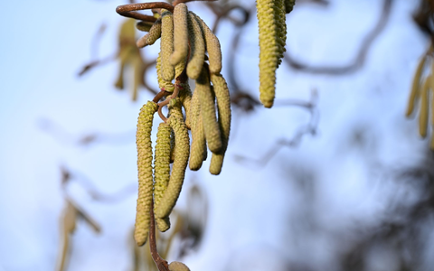 Ein Korkenzieher-Haselnuss-Strauch: Vor allem in Städten ist zu beobachten, dass Pflanzen bei einer hohen Schadstoffkonzentration mehr Pollen produzieren. - Foto: Felix Kästle/dpa
