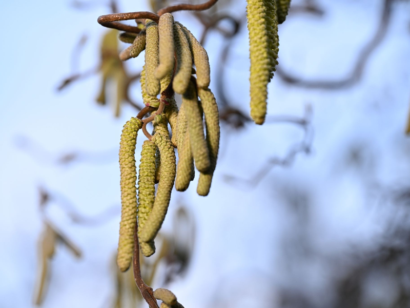 Ein Korkenzieher-Haselnuss-Strauch: Vor allem in Städten ist zu beobachten, dass Pflanzen bei einer hohen Schadstoffkonzentration mehr Pollen produzieren. - Foto: Felix Kästle/dpa