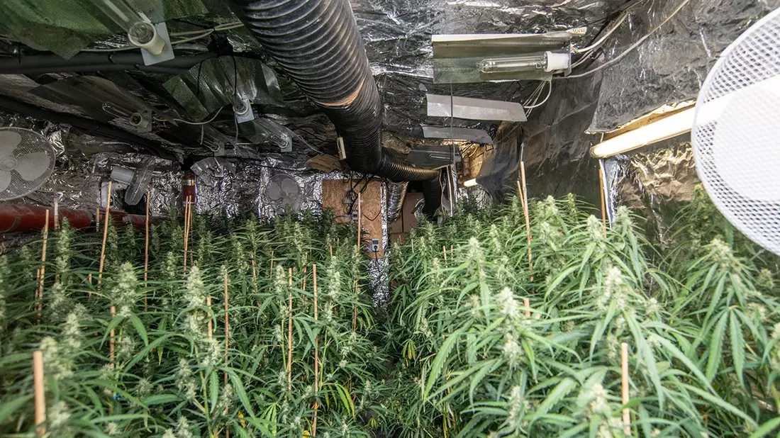 POL-KR: Gemeinsame Pressemitteilung der Staatsanwaltschaft und der Polizei Krefeld: Ermittlungserfolg des Rauschgiftkommissariats - EG Herkules deckt Cannabis-Plantage auf - Bild: presseportal.de