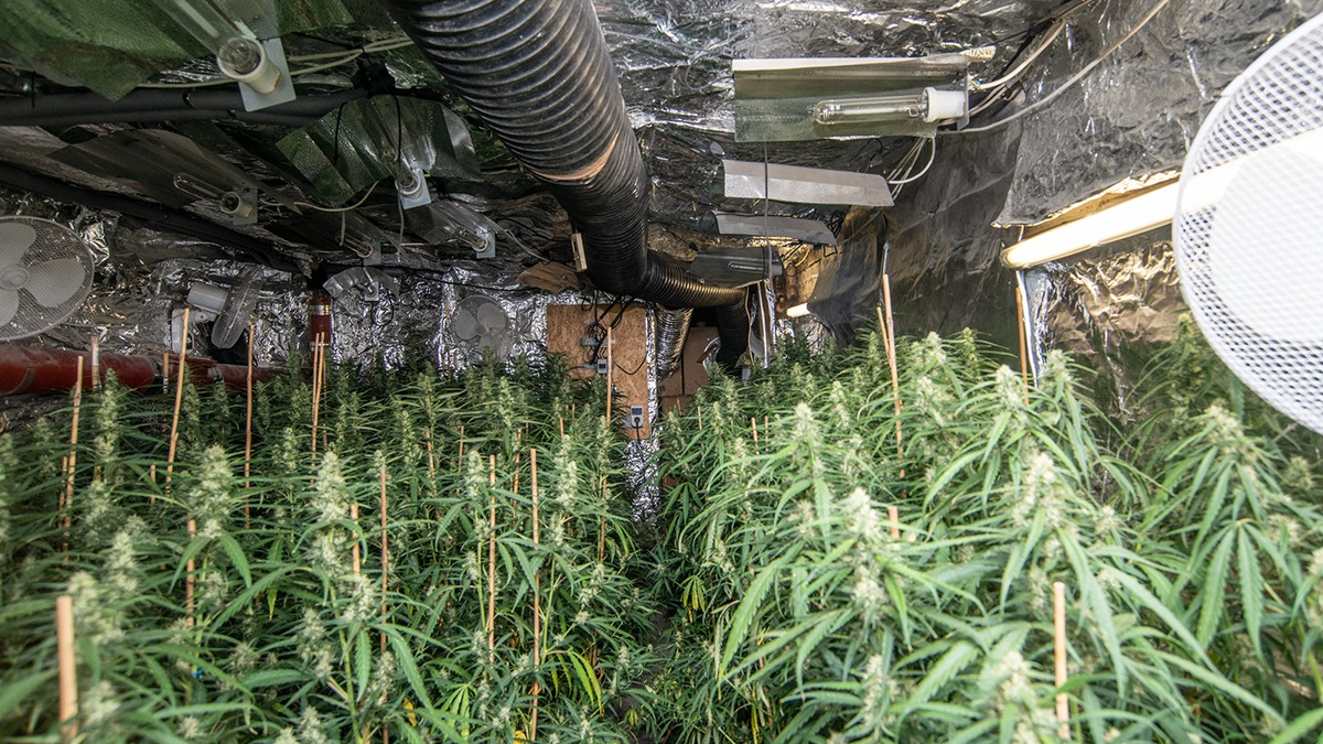 POL-KR: Gemeinsame Pressemitteilung der Staatsanwaltschaft und der Polizei Krefeld: Ermittlungserfolg des Rauschgiftkommissariats - EG Herkules deckt Cannabis-Plantage auf - Foto: presseportal.de