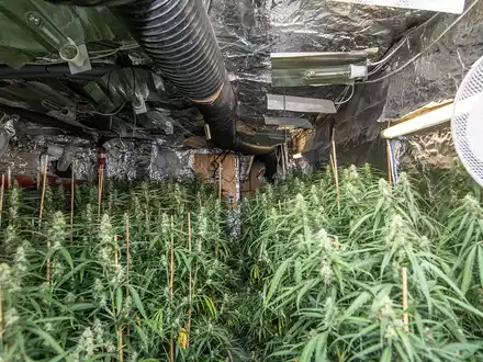 POL-KR: Gemeinsame Pressemitteilung der Staatsanwaltschaft und der Polizei Krefeld: Ermittlungserfolg des Rauschgiftkommissariats - EG Herkules deckt Cannabis-Plantage auf - Foto: presseportal.de