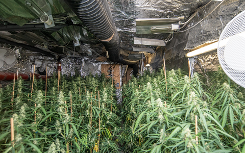 POL-KR: Gemeinsame Pressemitteilung der Staatsanwaltschaft und der Polizei Krefeld: Ermittlungserfolg des Rauschgiftkommissariats - EG Herkules deckt Cannabis-Plantage auf - Foto: presseportal.de