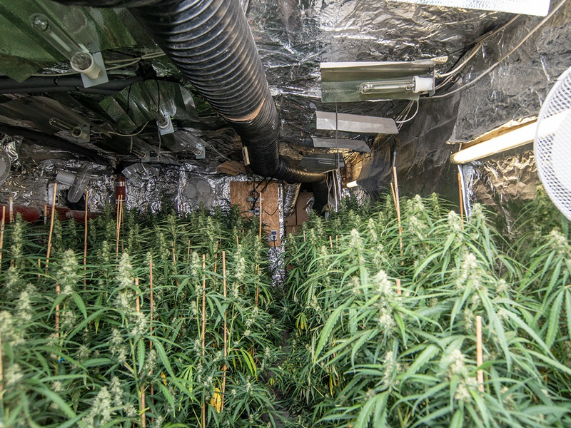 POL-KR: Gemeinsame Pressemitteilung der Staatsanwaltschaft und der Polizei Krefeld: Ermittlungserfolg des Rauschgiftkommissariats - EG Herkules deckt Cannabis-Plantage auf - Foto: presseportal.de