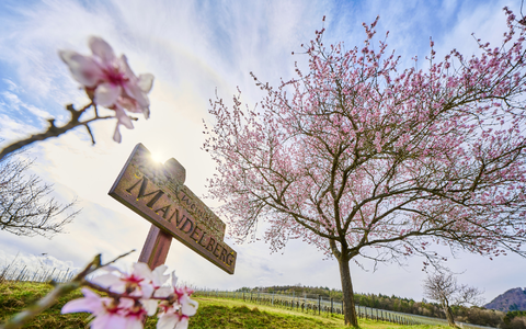 Mandelberg Birkweiler - Foto: DZT/Jens Wegener über pressetext.de