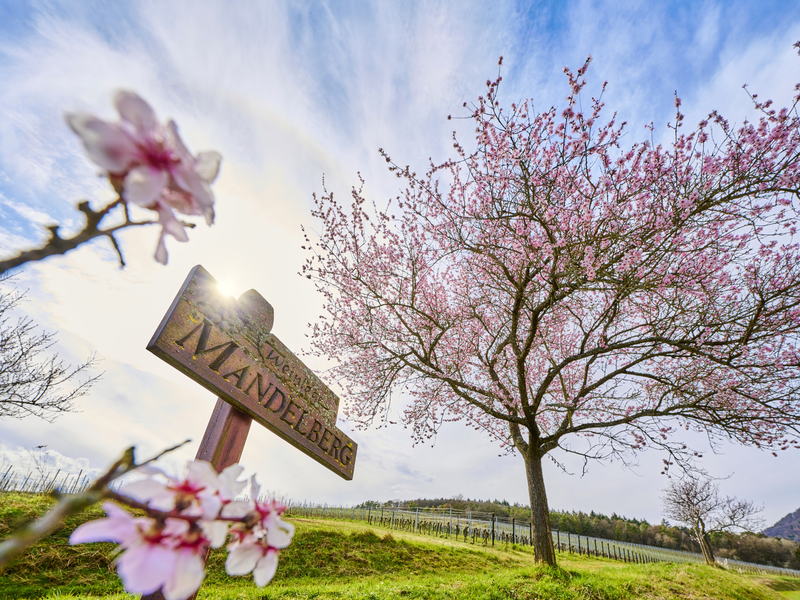 Mandelberg Birkweiler - Foto: DZT/Jens Wegener über pressetext.de
