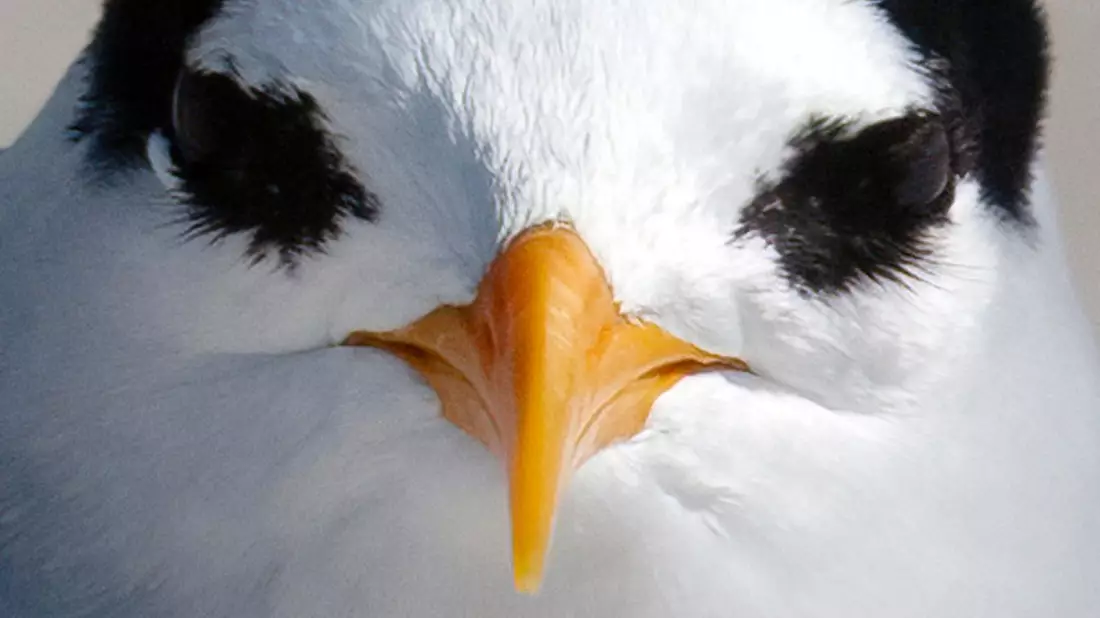 Der am meisten bedrohte Vogel Neuseelands: die Australseeschwalbe. - Bild: Darren Markin/Department of Conservation/dpa